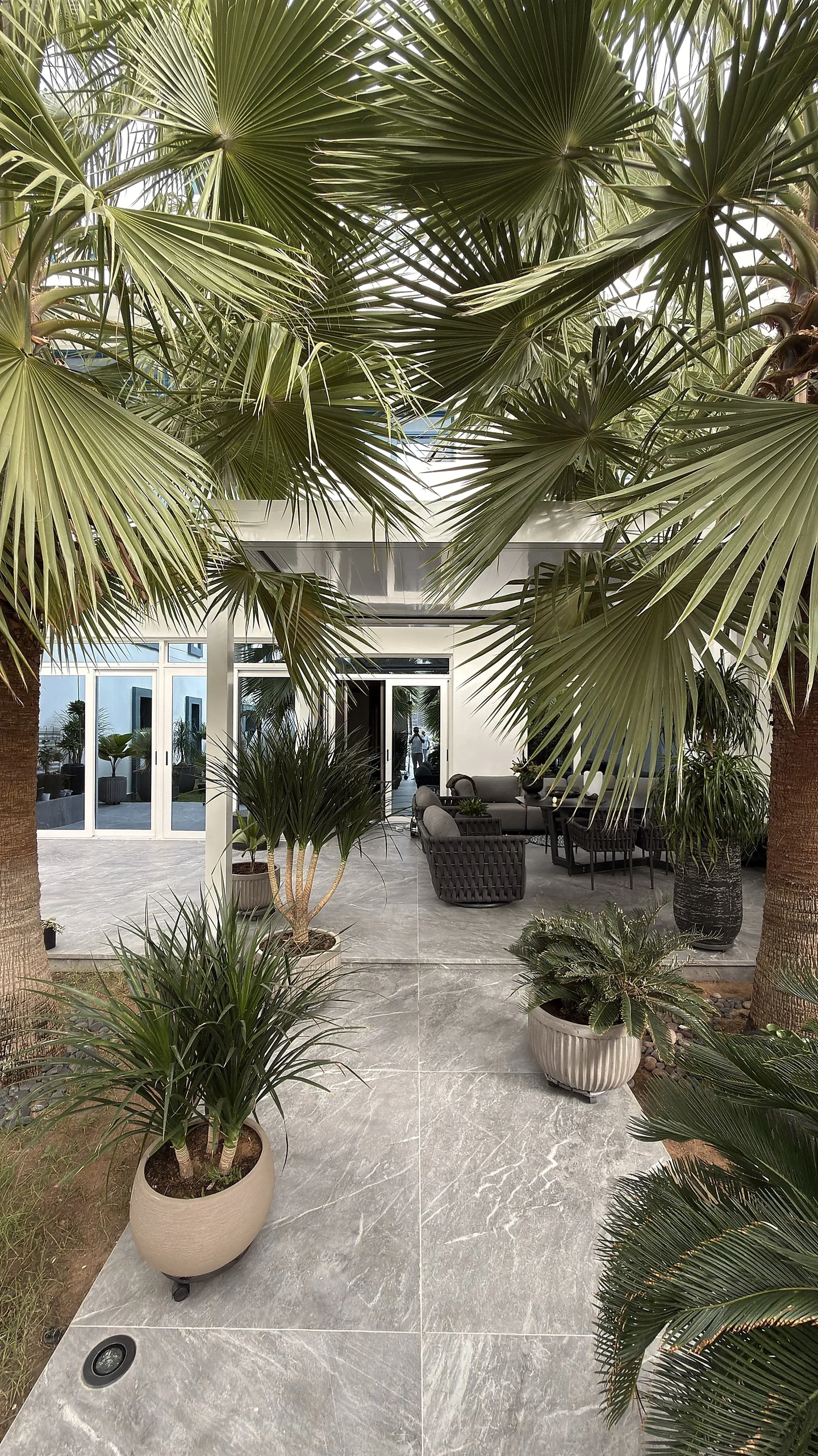 Villa courtyard landscaping in Dubai with fan palms and stone paving
